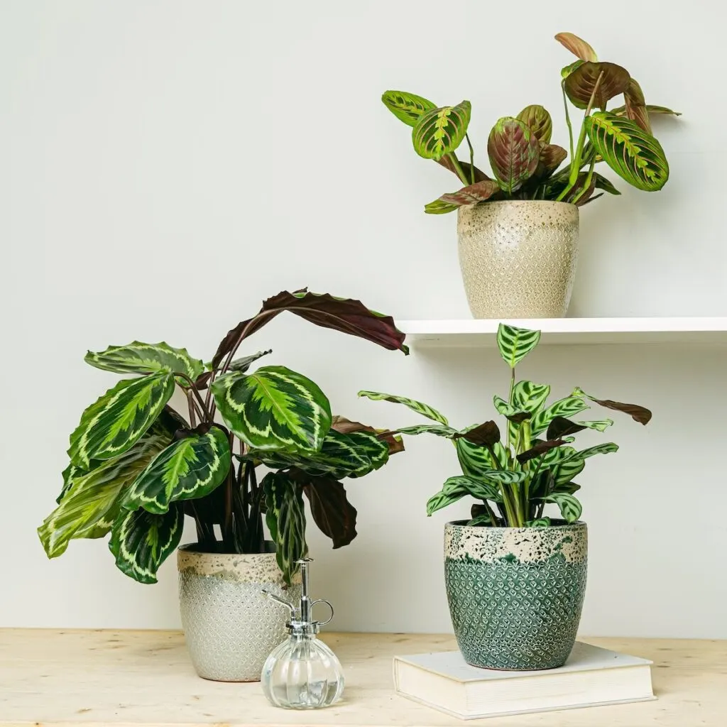 Las plantas de interior aptas para animales domésticos. Foto: elblogdelatabla.com.