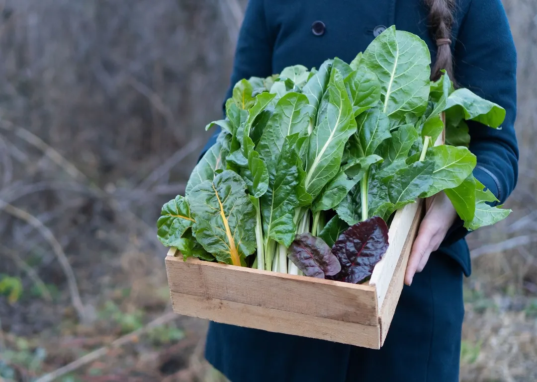 Cultiva estas plantas en el jardín en invierno. Foto: SHUTTERSTOCK