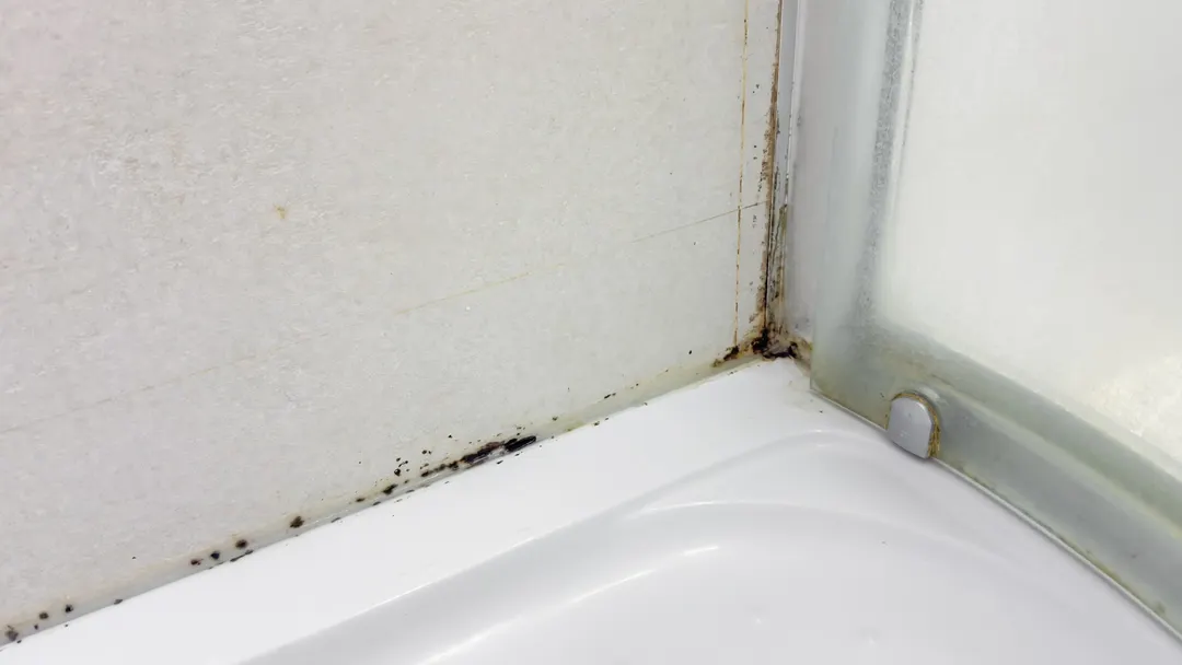 Adiós al moho en el baño. Fuente: Shuttterstock.