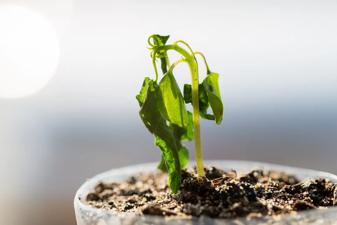 Las plantas se pueden recuperar. Foto: SHUTTERSTOCK