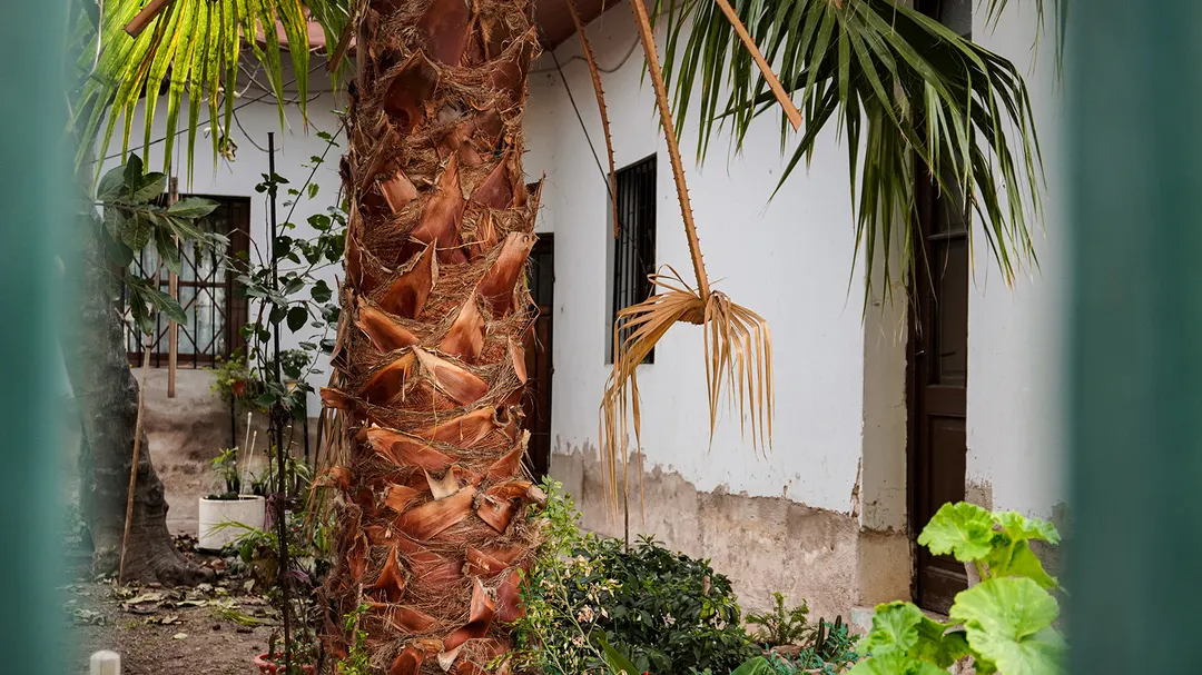 Plantas y palmeras entre adobe y adoquines.