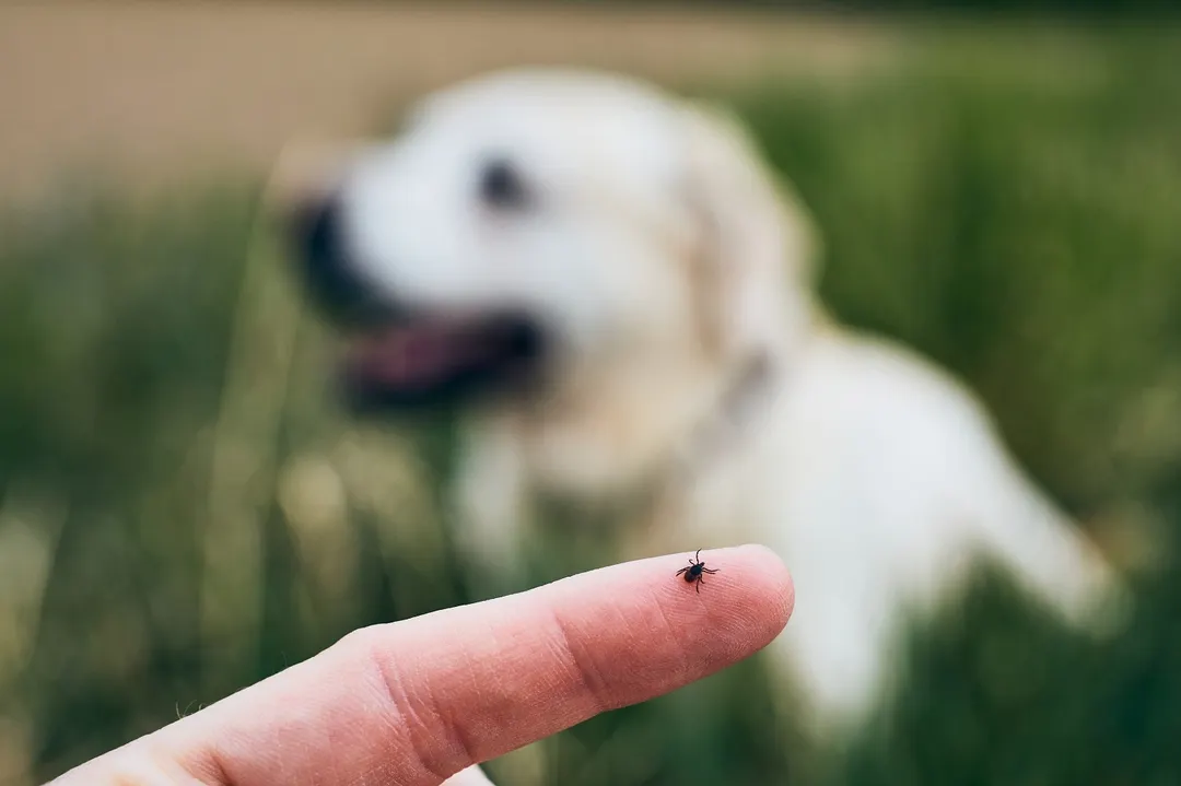 El vinagre blanco y el bicarbonato son aliados para desinfectar pisos y telas. Foto: SHUTTERSTOCK