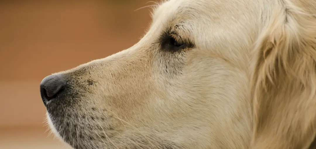 Los perros mayores son los que más necesitan de nuestra atención en invierno. Foto: Shutterstock