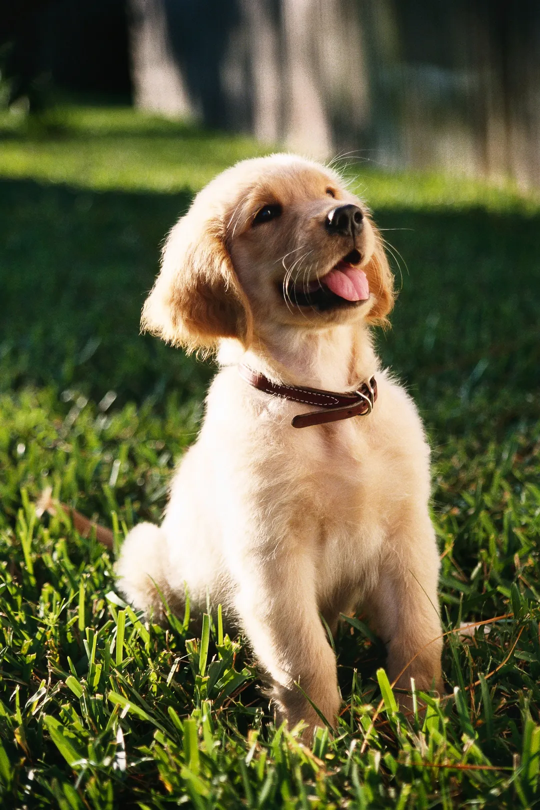 Perro