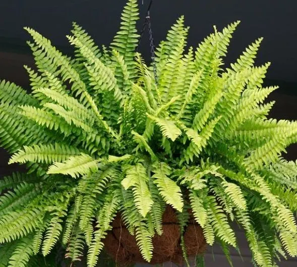 Helecho, una de las plantas para combatir el moho.