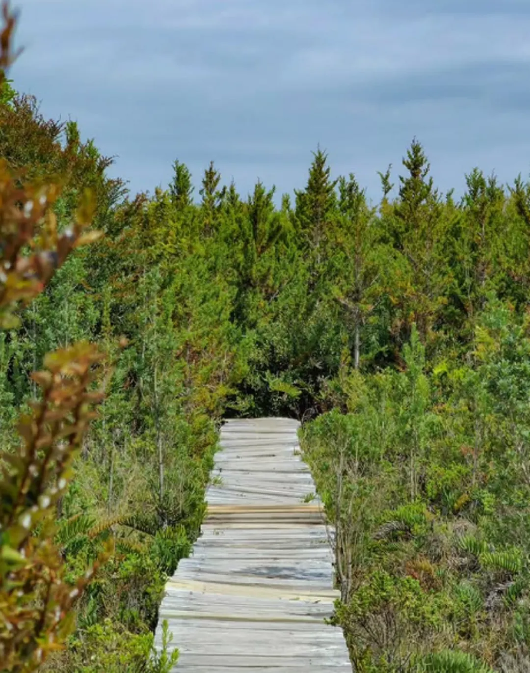 El acceso a la playa es desde Cucao, dentro del Parque Nacional Chiloé, y requiere recorrer senderos que cruzan bosques, esteros y pequeños acantilados.