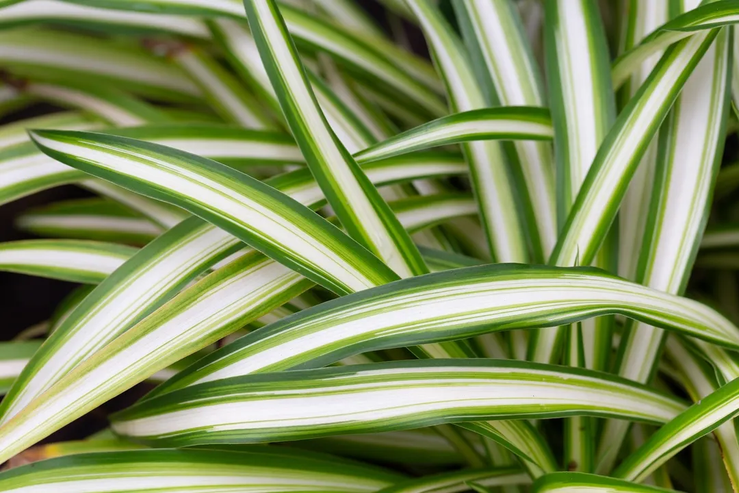 planta de cintas Ideal para tener en el interior. Foto: Fuente: Shutterstock