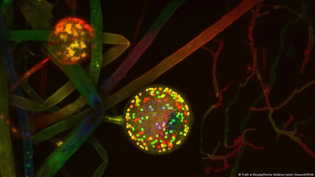 Red de hongos micorrícicos arbusculares con una espora reproductiva, captada mediante microscopía confocal. Imagen: Truth & Beauty/Moritz Stefaner Justin Stewart/SPUN