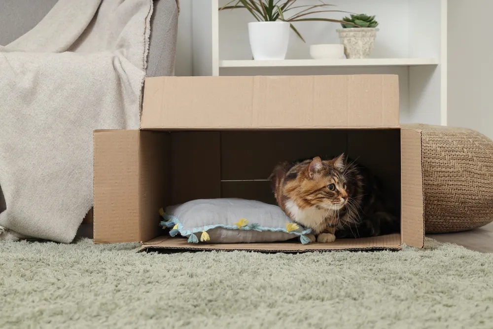Las cajas de cartón forman parte de los juguetes preferidos de los felinos. Foto: Archivo
