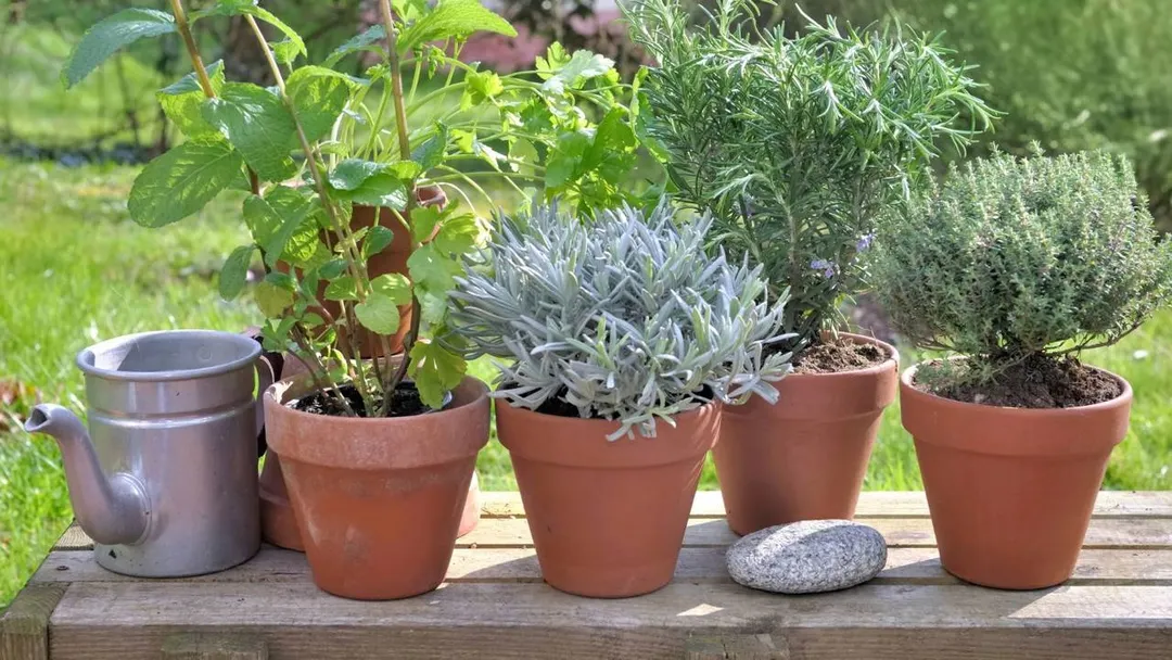Utiliza aromas naturales para el hogar.