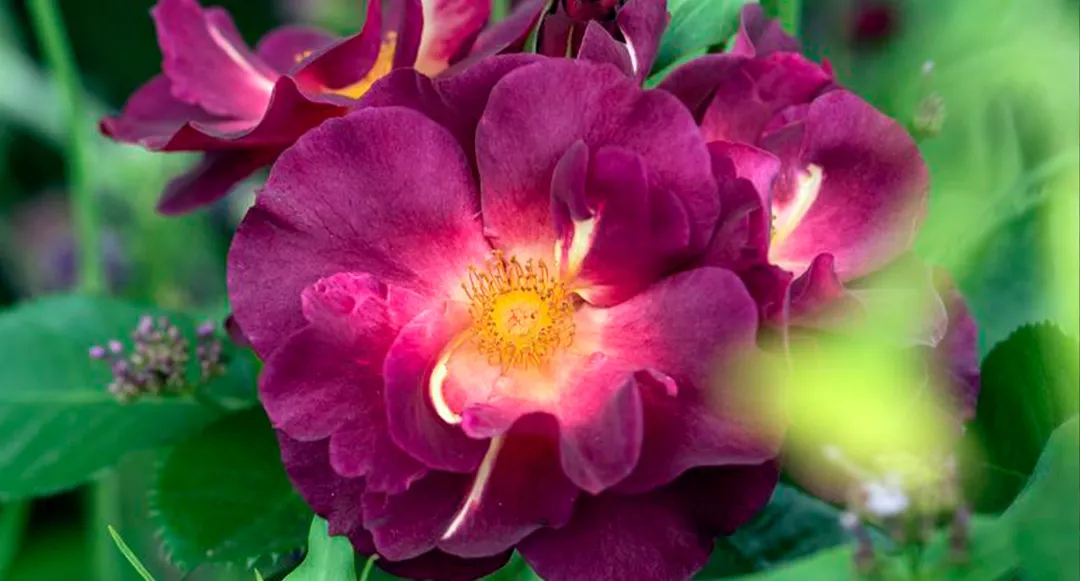Rosa gallica. Es una de las especies de rosales más antiguas que se cultivan. Foto: Future / Jacky Hobbs