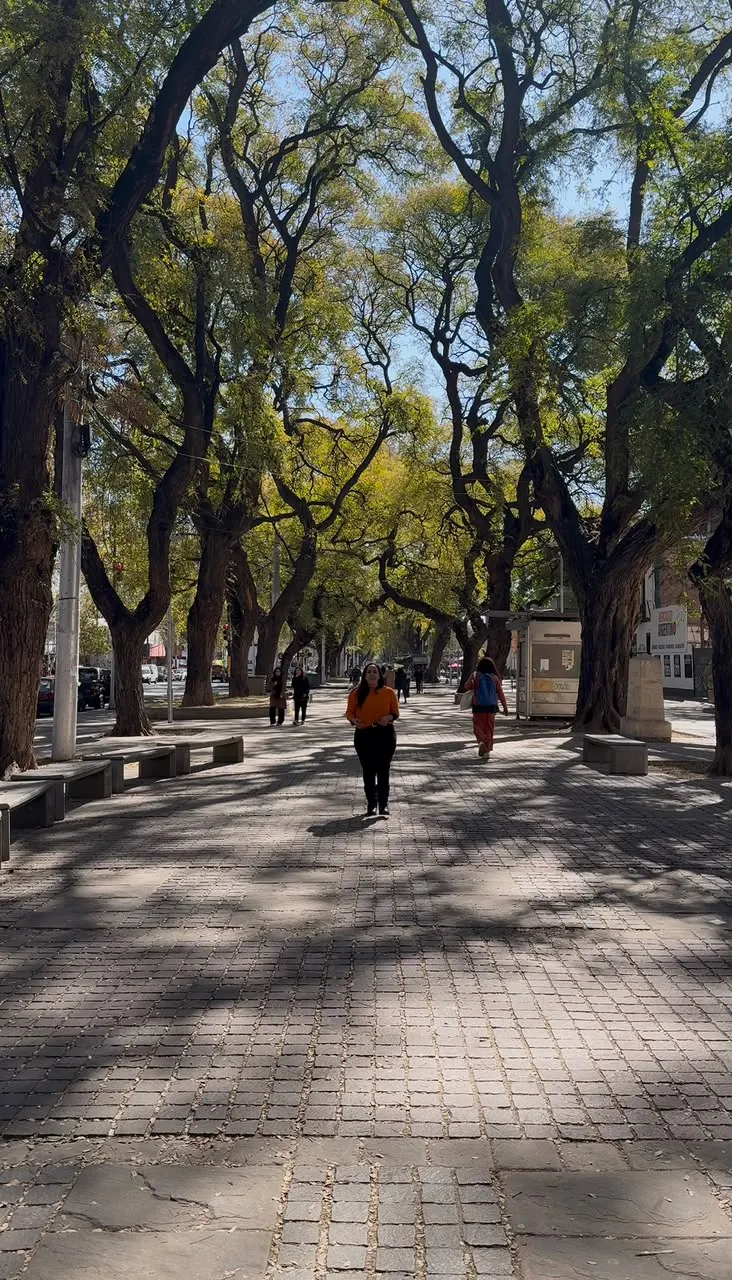 Copas frondosas que dejan pasar algunos rayos de sol. En esas hileras de tipas, antiguamente habían hileras de álamos.