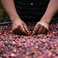 Del grano a la taza: un viaje por la cultura del café de Costa Rica