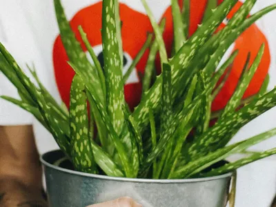 Salva tu aloe vera: 3 errores que casi todos cometen