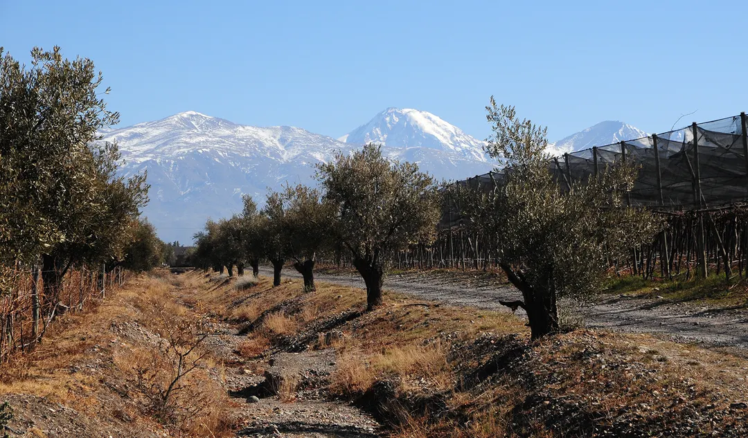 El 17 de abril se celebra el día mundial del malbec.