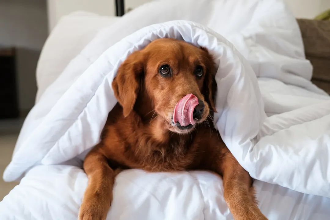 Perro 