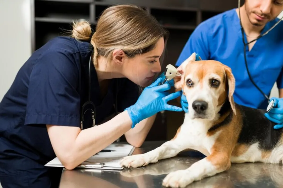 Es importante hacer un control de salud veterinario al menos un mes antes de viajar. 