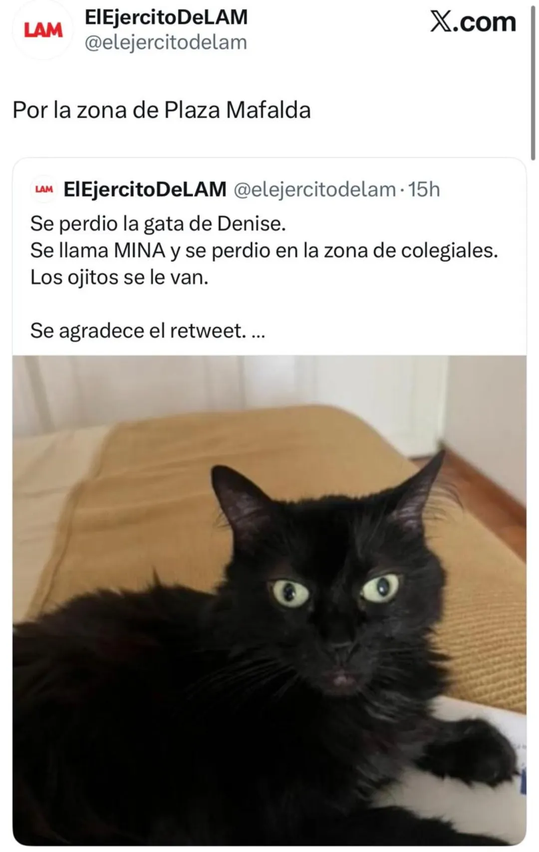 Esta es la gata de Denise Dumas.