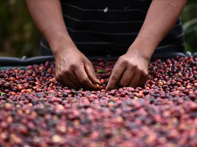 Del grano a la taza: un viaje por la cultura del café de Costa Rica
