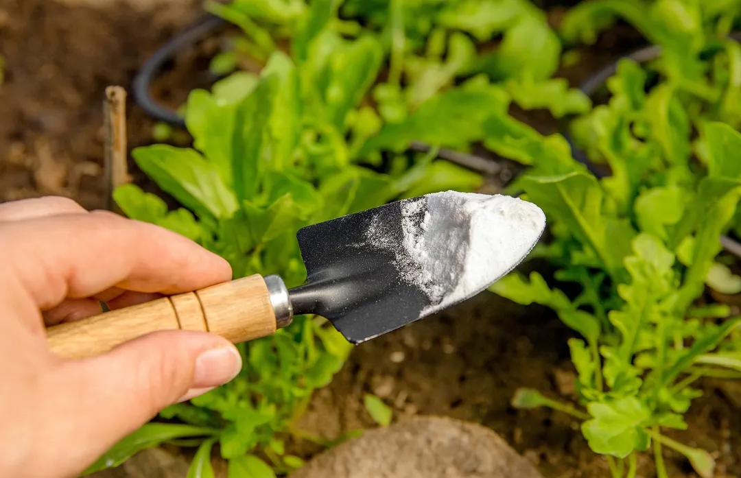 El bicarbonato es un gran aliado para el cuidado de las plantas del jardín Foto: SHUTTERSTOCK