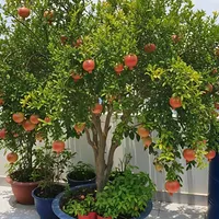 El árbol que no rompe las veredas ni las tuberías y es ideal para patios pequeños