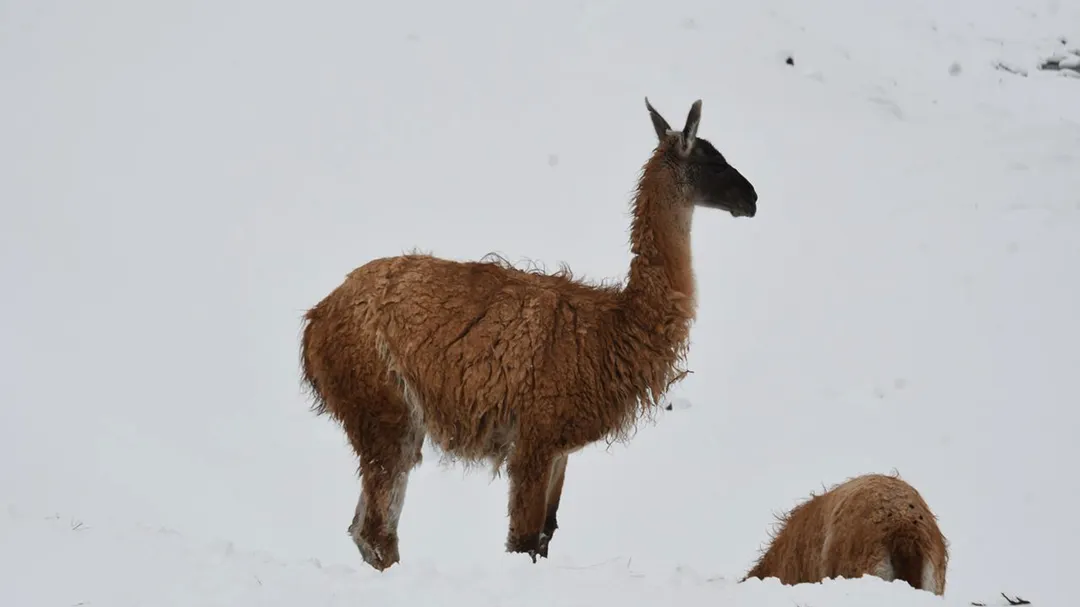 Los guanacos en la cordillera mendocina.