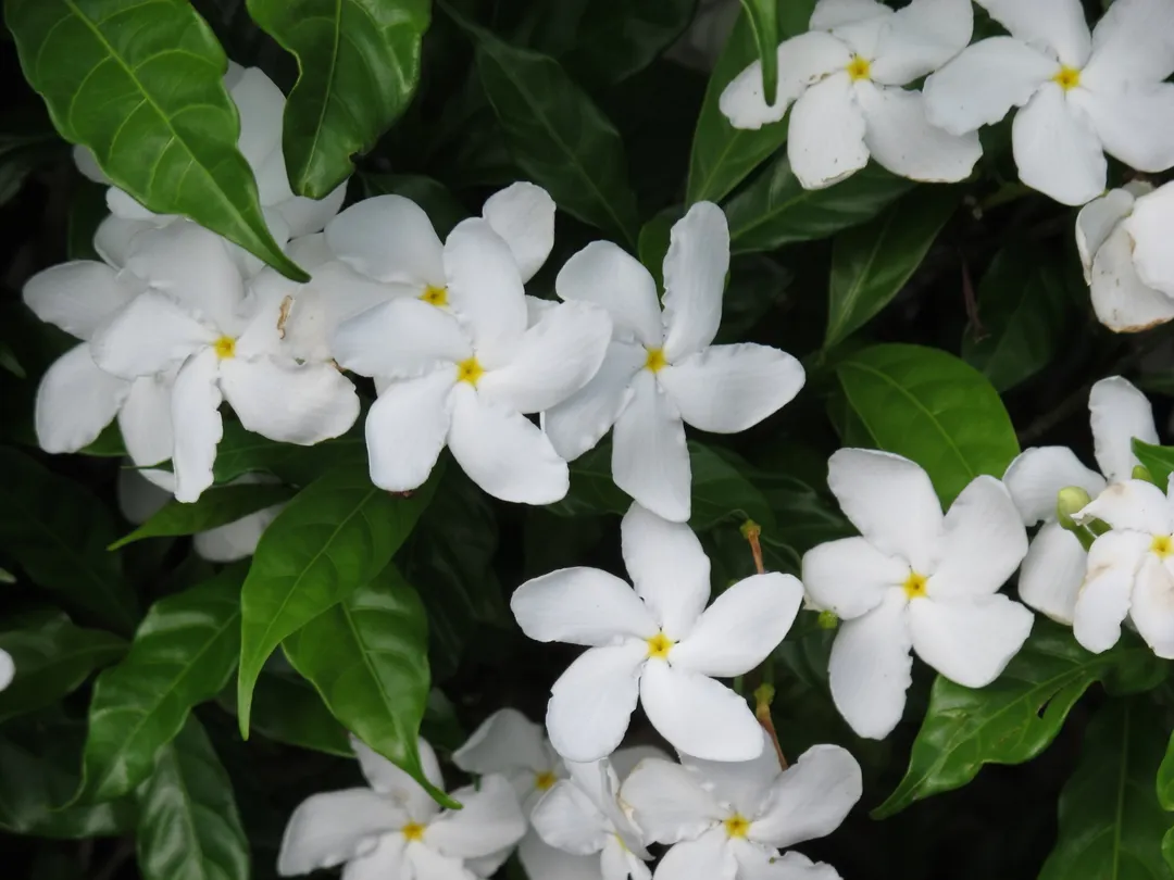 Jazmín, resiste a las heladas en el jardín. Foto: Fuente: freepik
