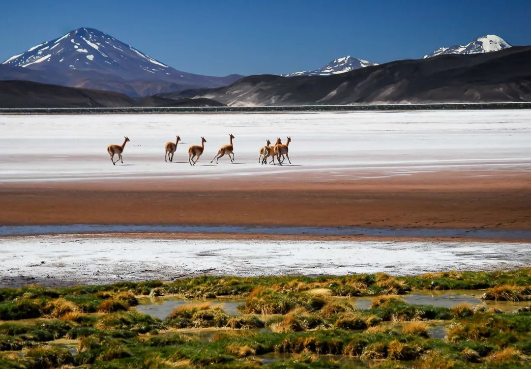 La fauna andina también forma parte del paisaje que acompaña la ruta en el oeste catamarqueño.