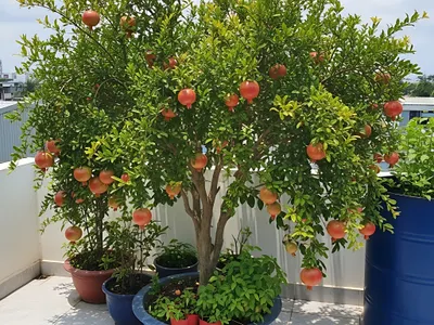 El árbol que no rompe las veredas ni las tuberías y es ideal para patios pequeños