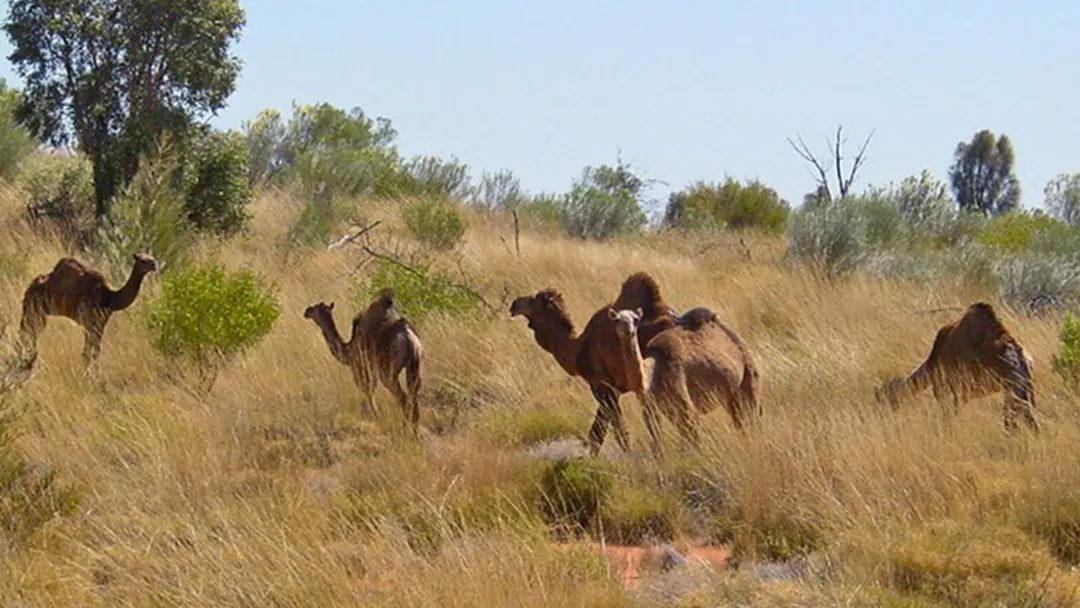 El estiércol de los camellos se utiliza como combustible para ahumar la malta, no como ingrediente de la cerveza.