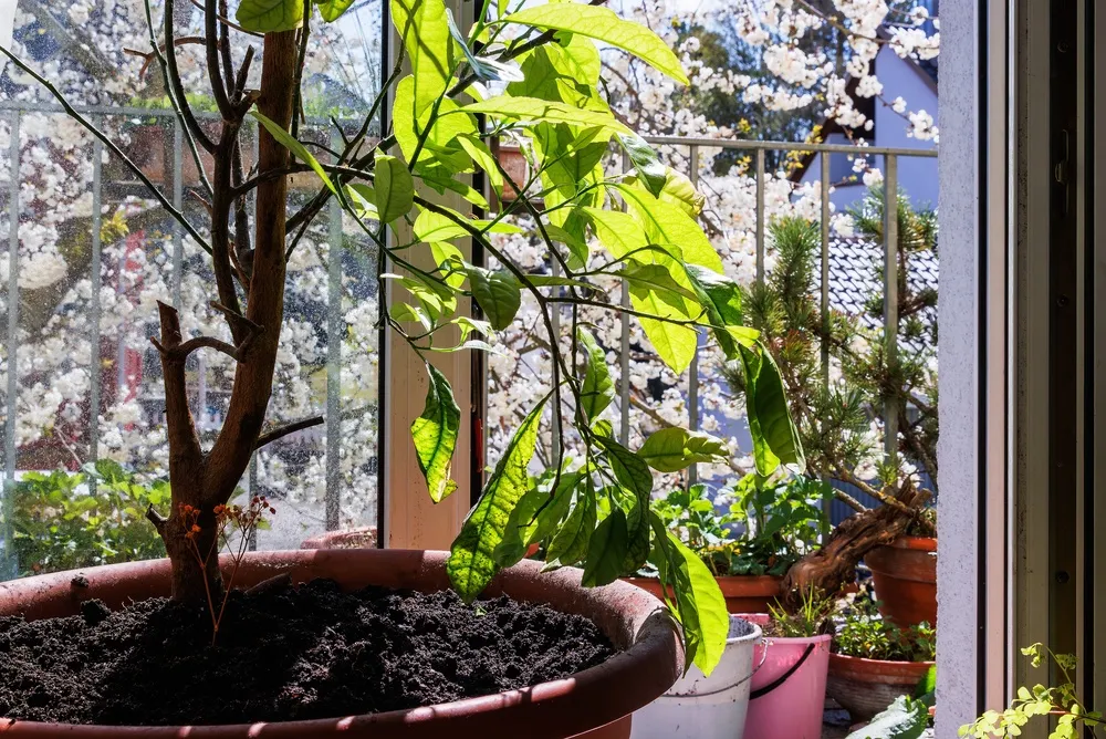 Los cítricos en maceta requieren al menos 6 horas de sol directo para dar frutos. Foto: Archivo