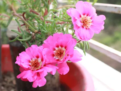 Tres flores que transforman el jardín en primavera
