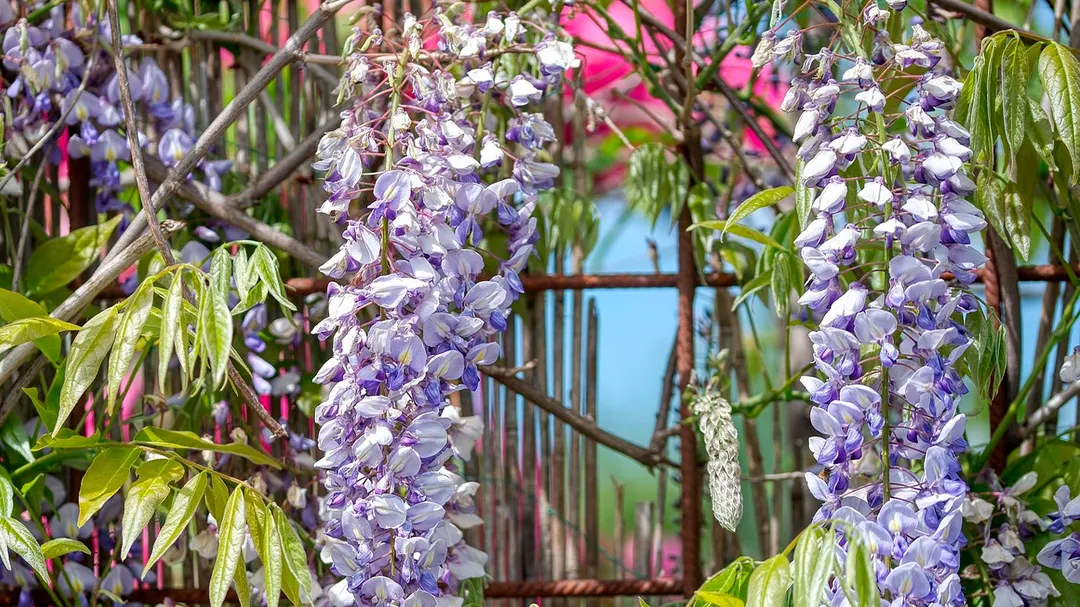 La glicina aporta estructura al jardín durante el invierno y una floración espectacular en la nueva temporada.