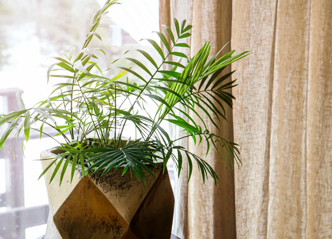 Palmera de salón, una de las plantas ideales para interior. Fuente: Shutterstock.