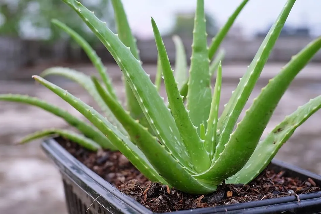 Aunque no lo creas el aloe vera necesita un cuidado especial. Foto: Archivo
