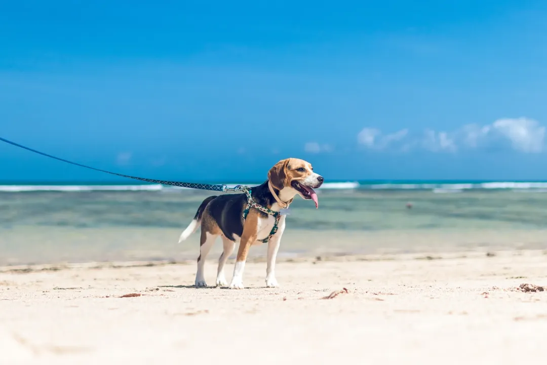 Para ir de vacaciones con mascotas hay que tener en cuenta la ciudad de destino. 