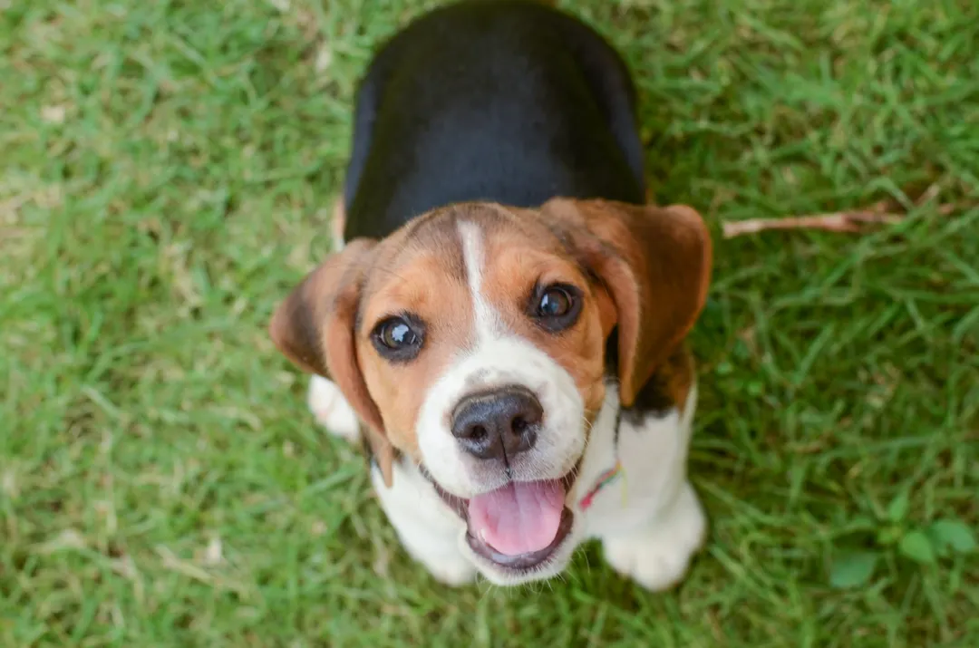 El Beagle se caracteriza por ser sociable y juguetón.Foto: Shutterstock