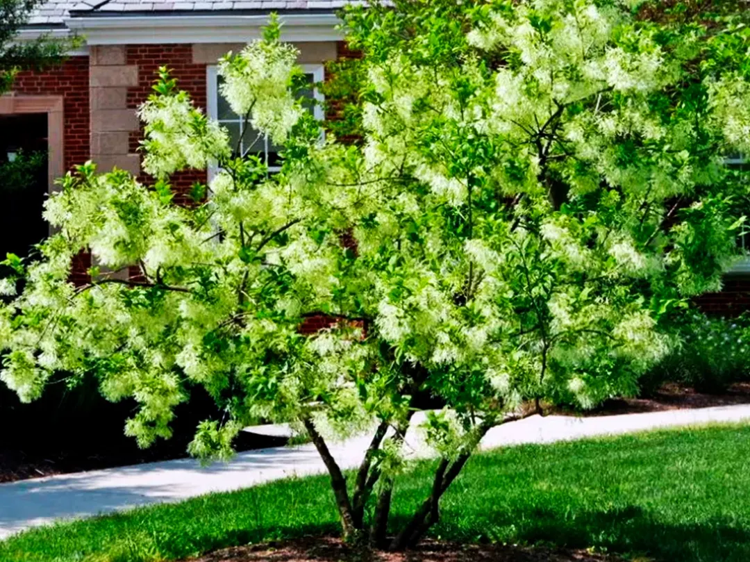 Un árbol.