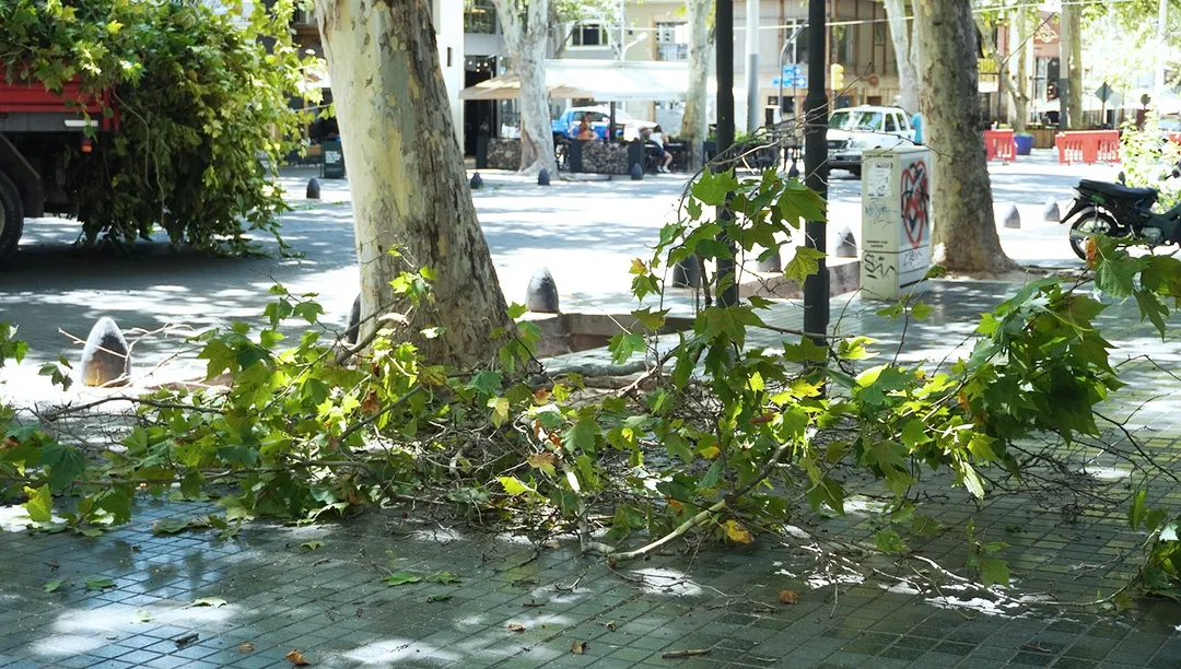 El espacio disponible para las raíces es otro de los aspectos que especialistas consideran determinante para el desarrollo del árbol.  