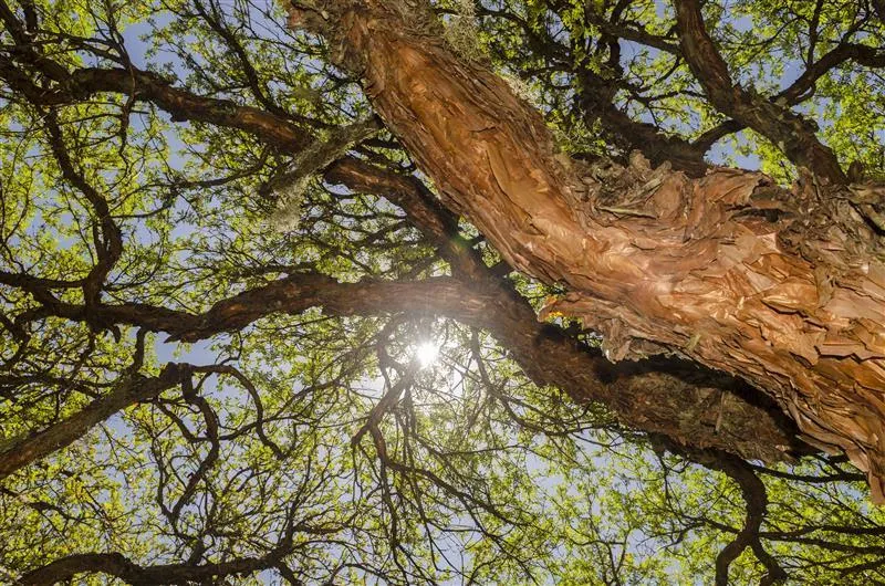 Un árbol.