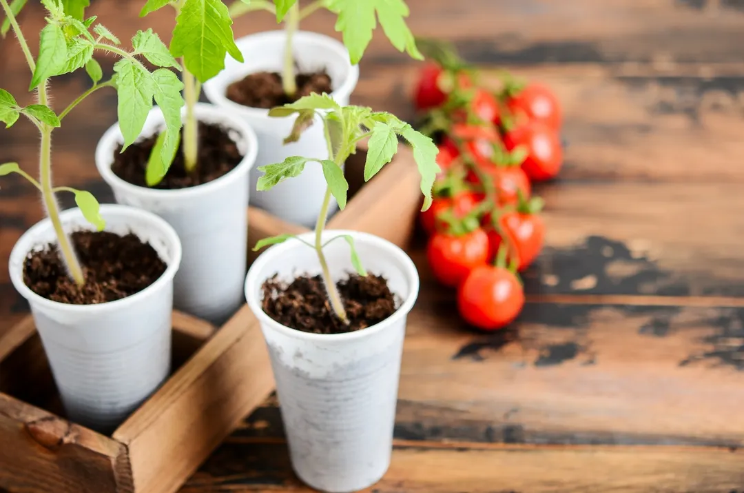 El tomate se encuentra entre las plantas que crecen en primavera.