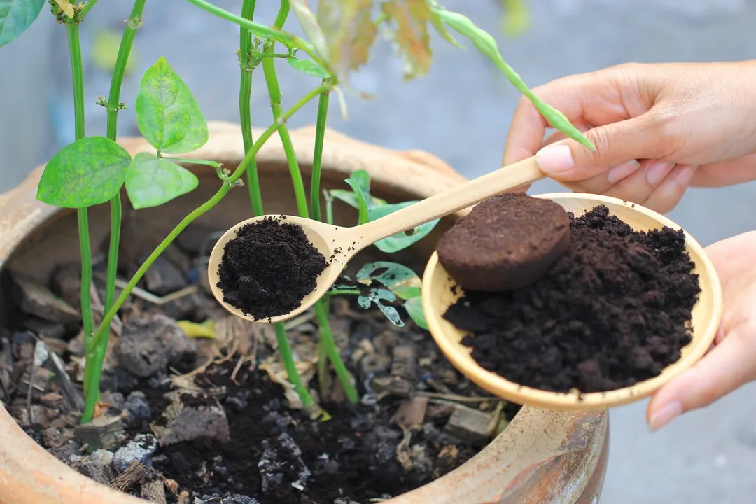 JARDÍN EL CAFÉ ES BENEFICIOSO PARA LAS PLANTAS POR LA CANTIDAD DE NUTRIENTES QUE TIENE Foto: SHUTTERSTOCK
