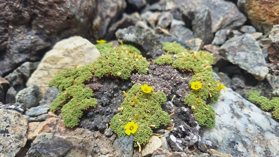 En los glaciares de escombros inactivos crece vegetación. 