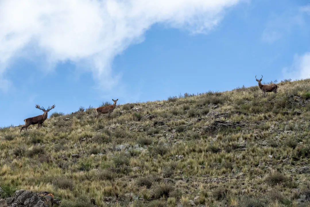 El ciervo colorado quedó otra vez en el centro de la discusión entre control ambiental, regulación y actividad económica.