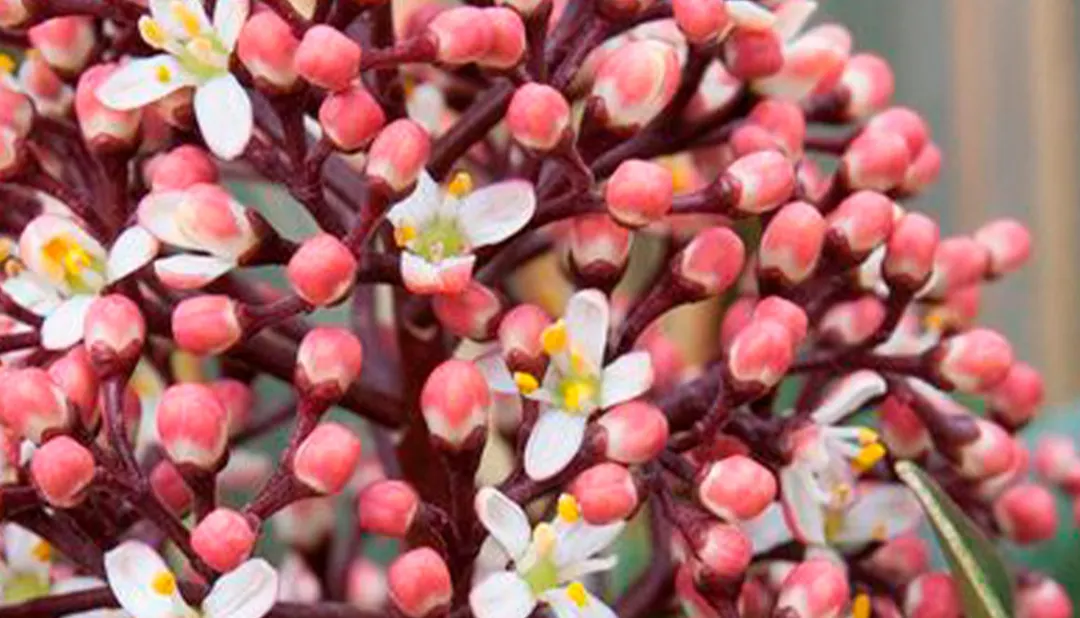 Skimmia japónica. Imagen:  Future