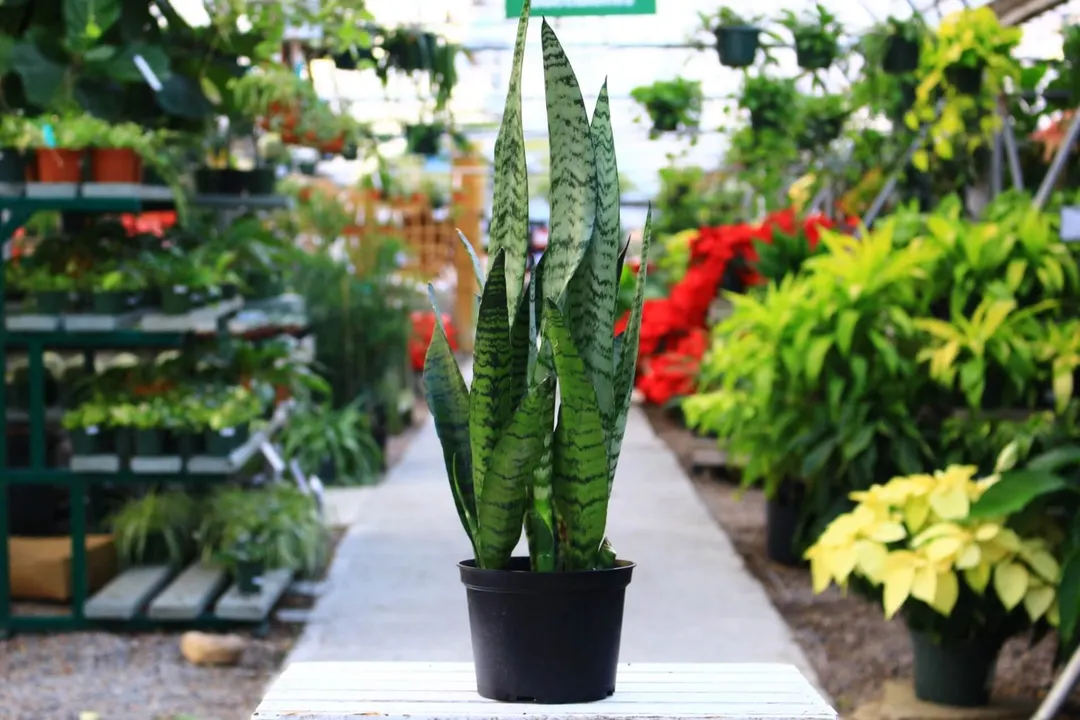 La sansevieria purifica el aire y sobrevive en habitaciones sin ventanas. Foto: Cross Creek Nurserey & Landscaping