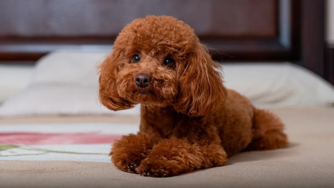 Qué deberías enseñarle a tu perro para evitar el caracter posesivo. 