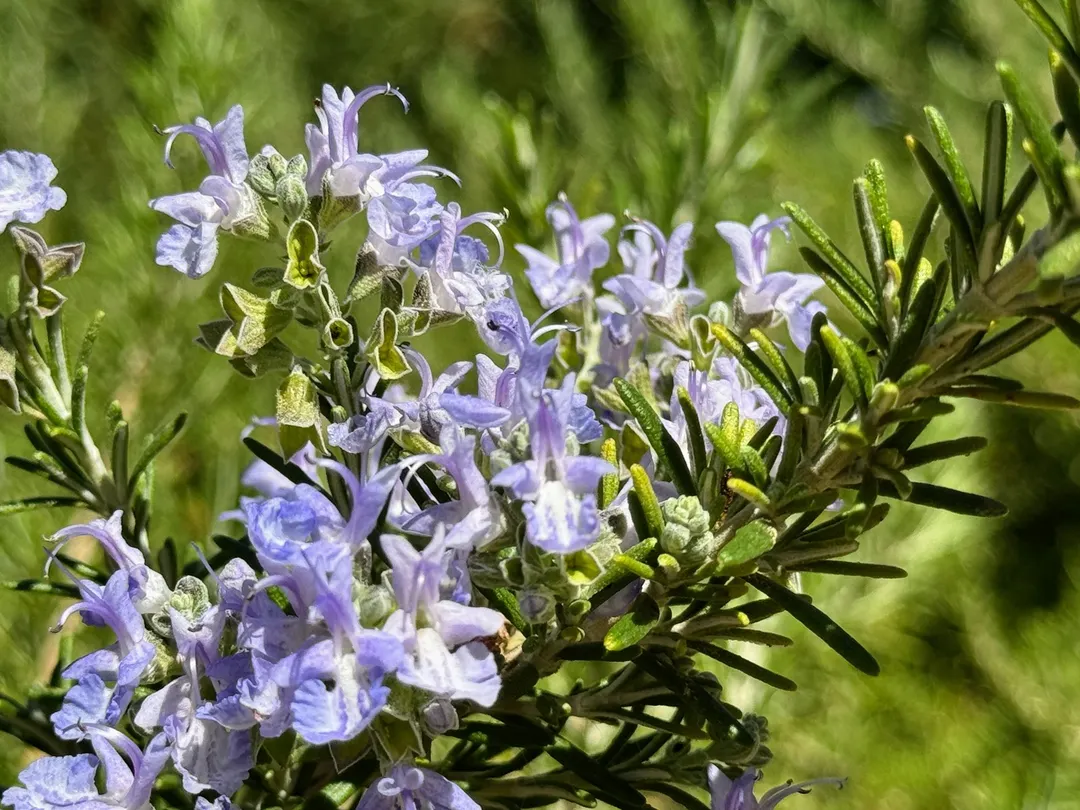 El romero es una planta aromática. Fuente: Shutterstock.