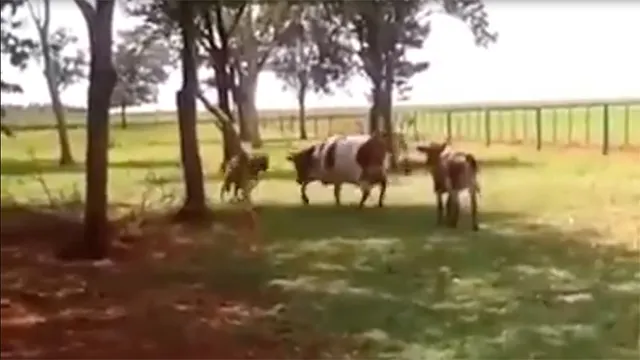 Aparece un joven chino que carga con una historia imposible: perdió a su pareja porque una vaca cayó del cielo.