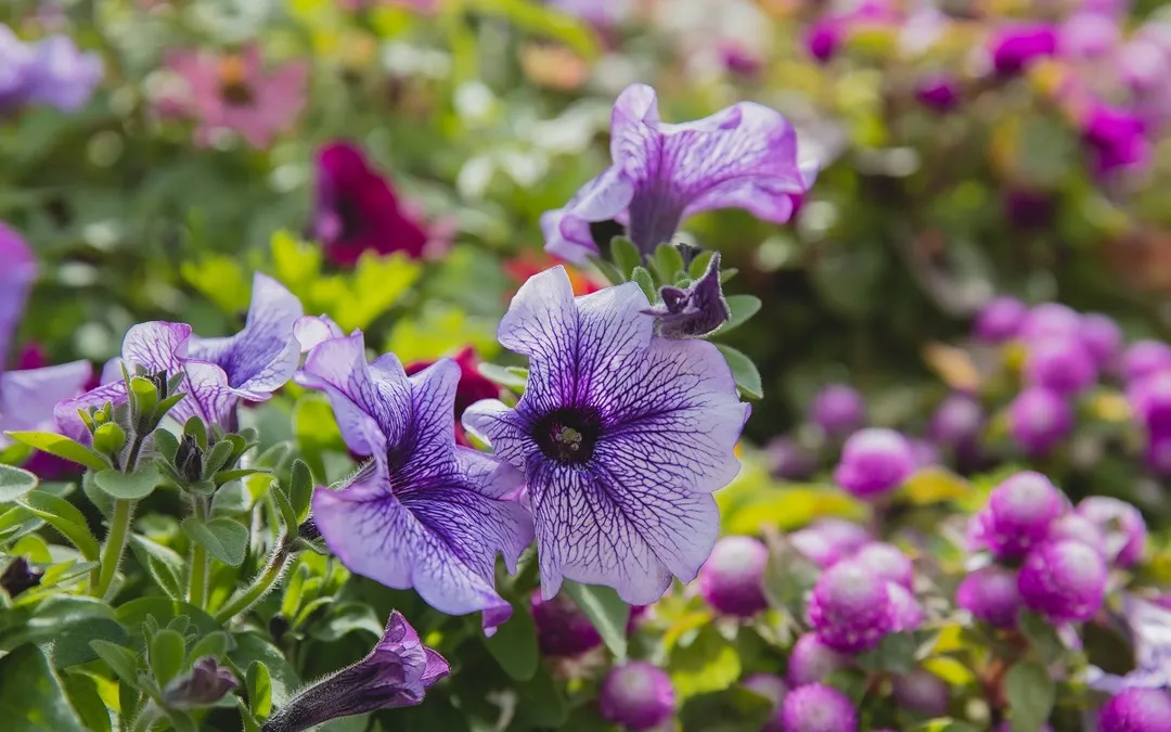 Las petunias traen vida al jardín. 